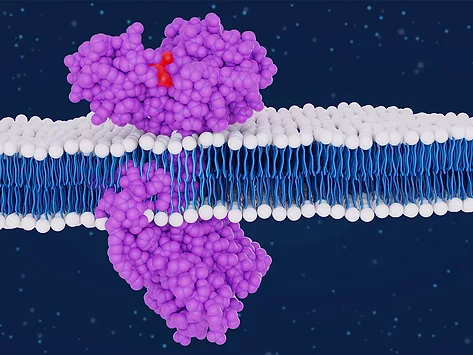 3D rendering of β2-Adrenergic receptor GPCR protein molecule embedded in lipid bilayer membrane.