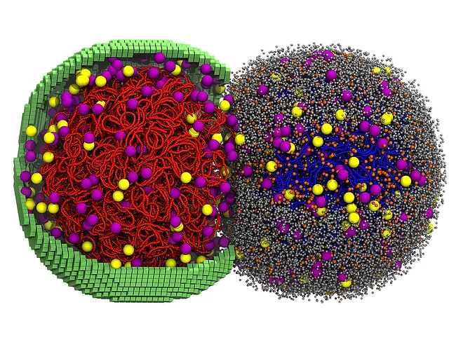 A simulated cell in the early stages of division.