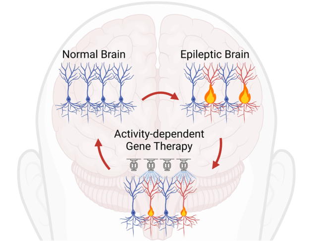 Illustration demonstrating how activity-dependent gene therapy works in the brain.
