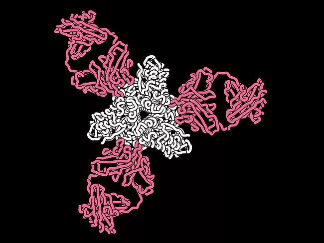 Rendering of a key measles protein targeted by neutralizing human antibodies