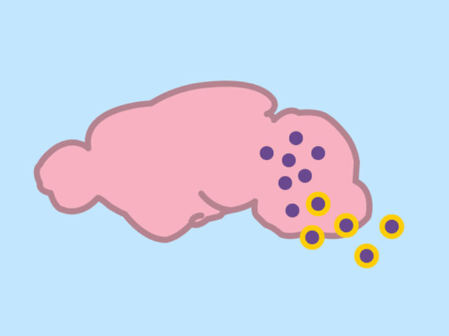 Graphic showing particles delivering cargo to a mouse brain