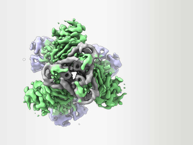3D reconstructions of images of HIV vaccine