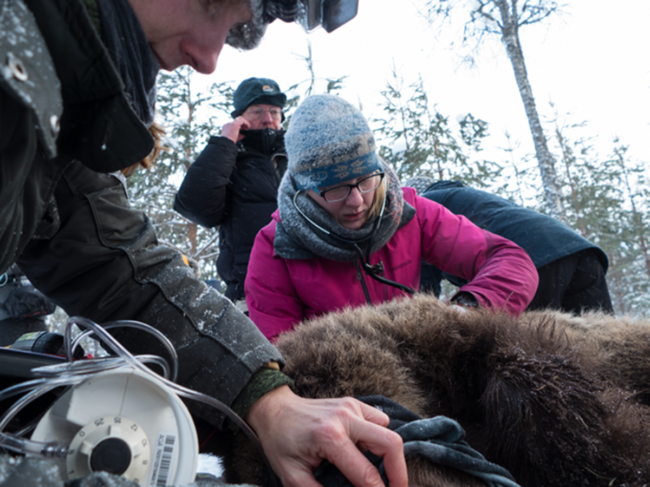 Researchers work with a hibernating brown bear in winter.