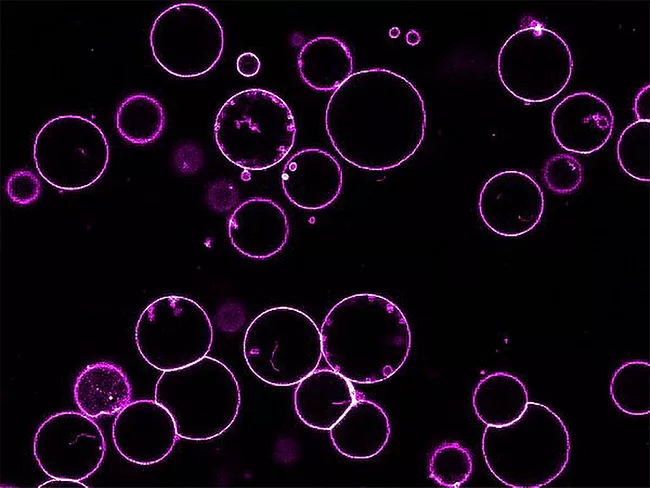 Giant plasma membrane vesicles