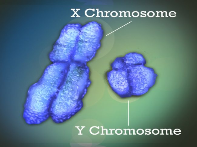 X/Y chromosomes