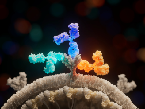 Illustration of 3 different antibodies binding to Ebola virus glycoprotein. 