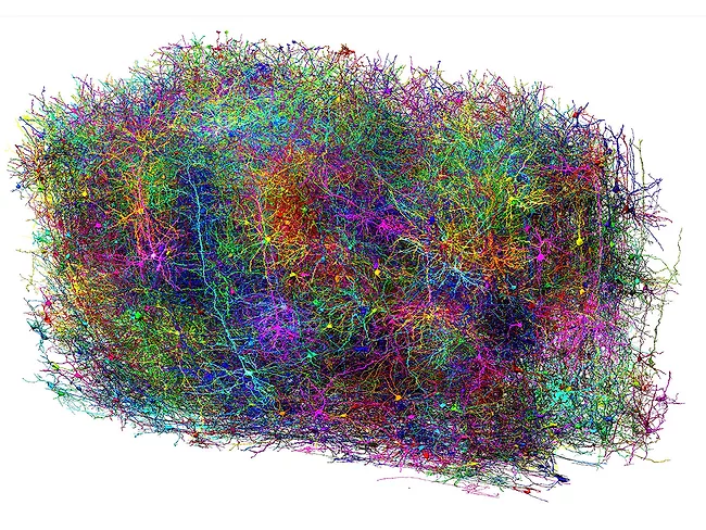 Colorful illustration of reconstructed brain cells