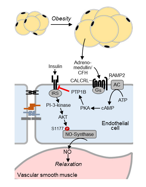difference between cjc-1295 ipamorelin tesamorelin sermorelin peptides Dr. Greg Jones, NMD, ABAAHP | Sermorelin vs. CJC-1295 vs. Tesamorelin:  What's the difference? ❓ Here's a quick breakdown of these popular growth  hormone-releasing