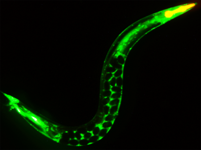 A young C. elegans adult