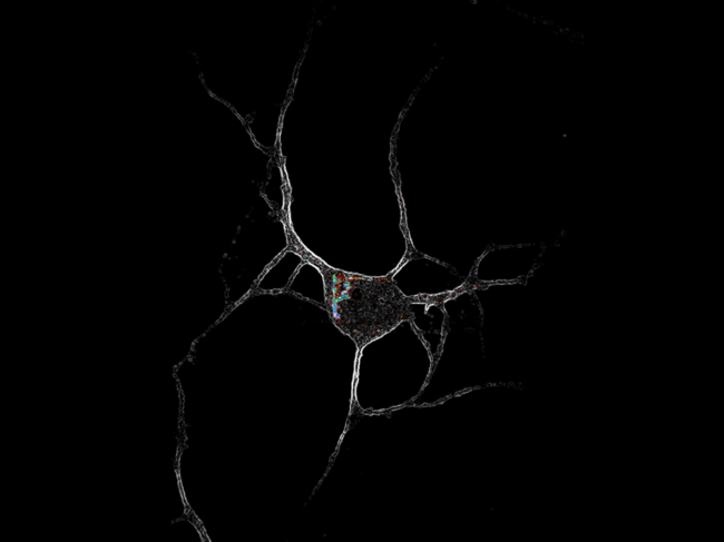 Image of a cortical neuron expressing 5-HT2A receptors 