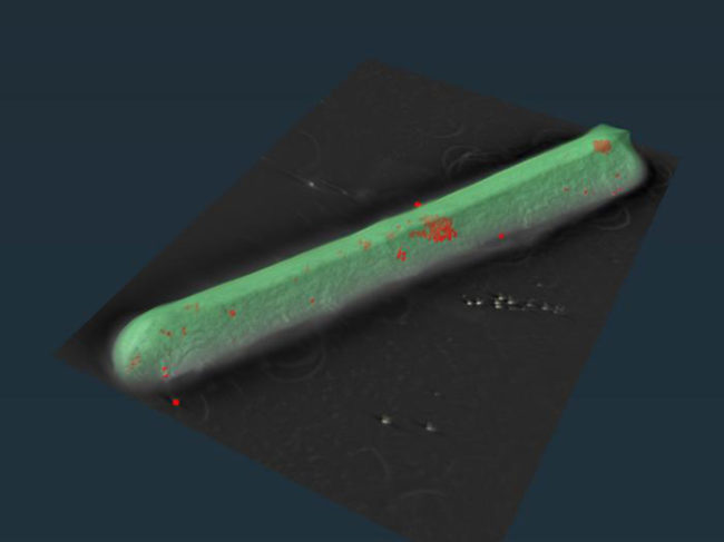 A C. diff bacterium (green) with iron particles in red