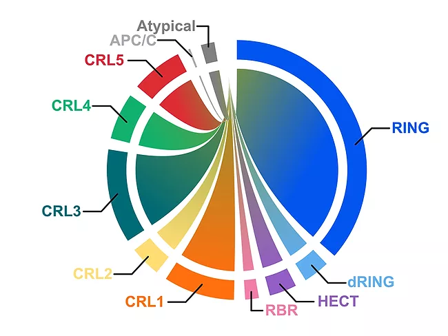 Illustration of the E3-ome atlas