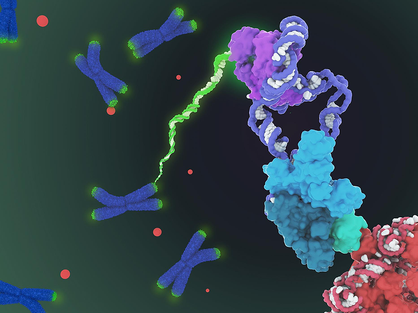 Biosynthesis of telomerase from a coding mRNA BioWorld