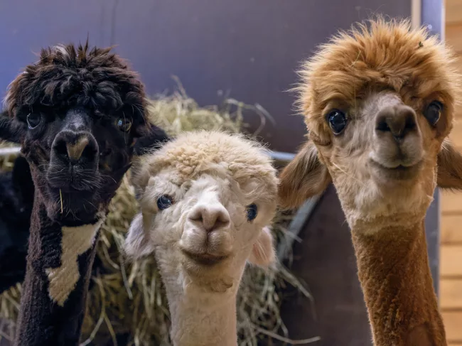 Three alpacas