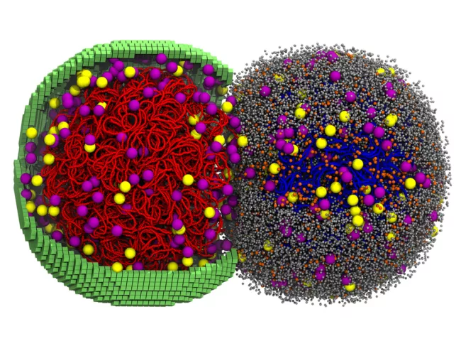 A simulated cell in the early stages of division.
