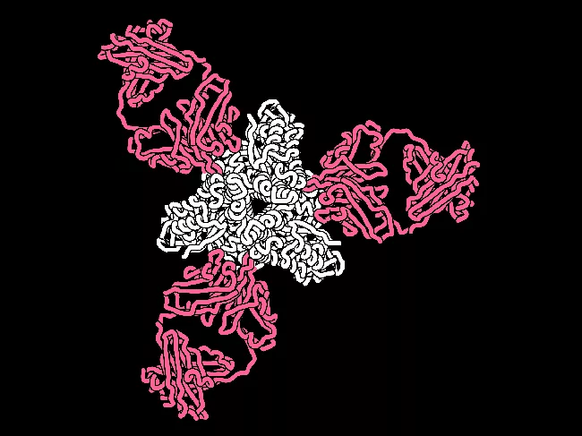 Rendering of a key measles protein targeted by neutralizing human antibodies