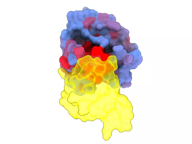 3D image showing the human protein KRAS interacting with RAF1
