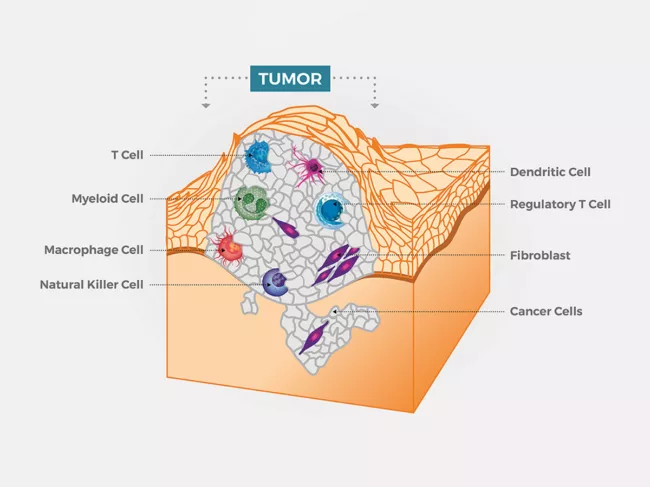 Tumor microenvironment