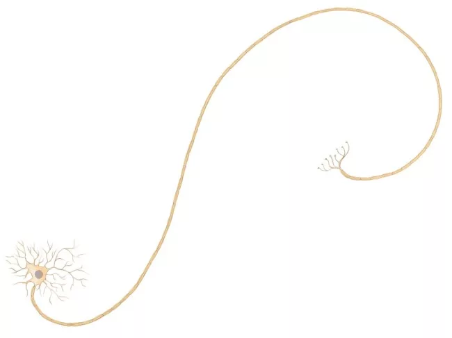 Mitochondria long way from the nucleus and in need of closer sources of proteins