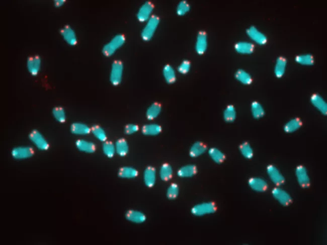Confocal microscopy image showing chromosomes, telomeres.