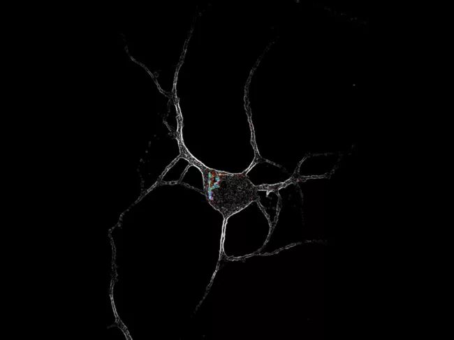 Image of a cortical neuron expressing 5-HT2A receptors 