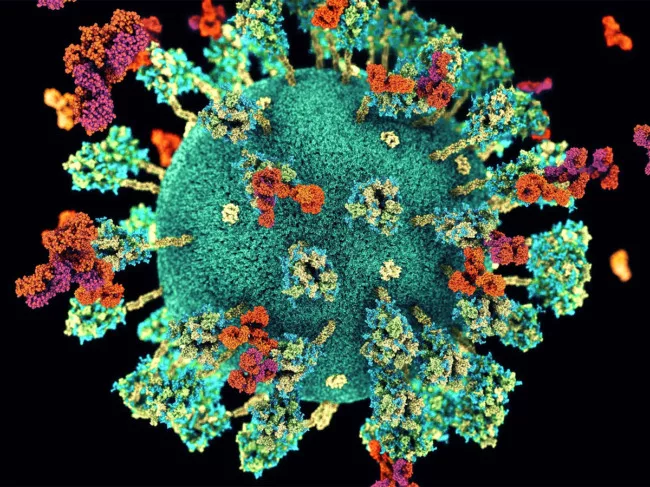 Antibodies binding to spike proteins on the surface of SARS-CoV-2 virus 