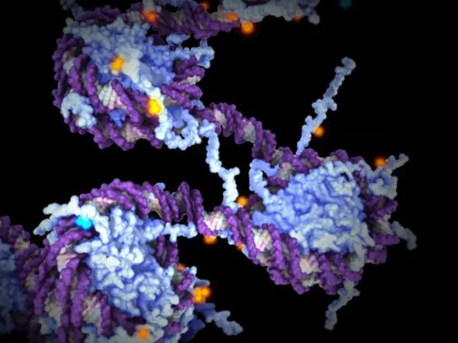 A still from an X inactivation animation