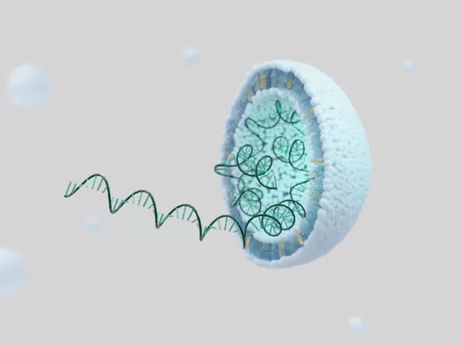 mRNA vaccines are composed of messenger RNA encapsulated in lipid nanoparticles