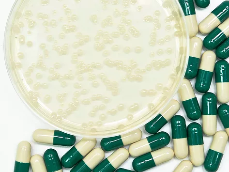 Antibiotics petri dish