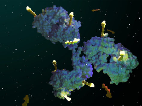 3D rendering of an antibody drug conjugate
