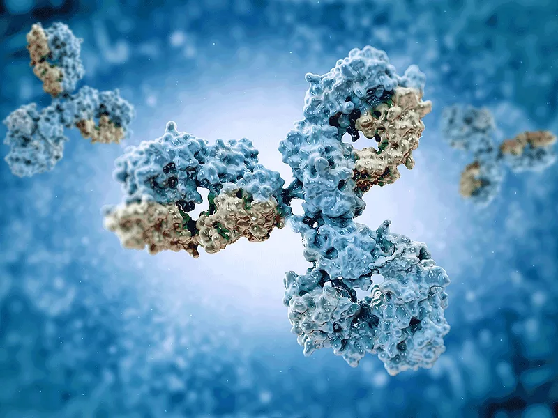 Antibody