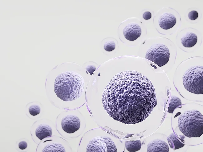 3D rendering of human cells or embryonic stem cells