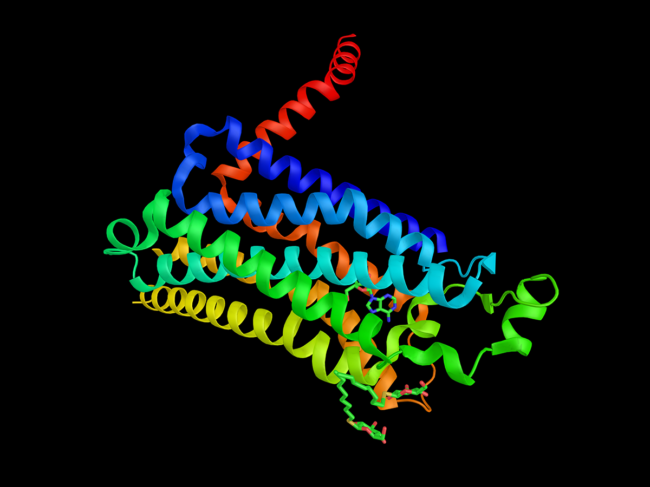 Adenosine A2A receptor