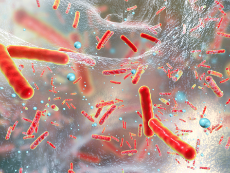 Antibiotic resistant bacteria inside a biofilm,