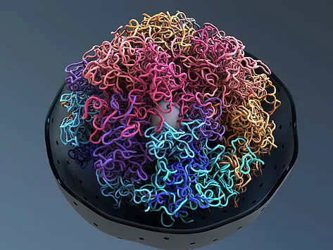 Cell nucleus architecture