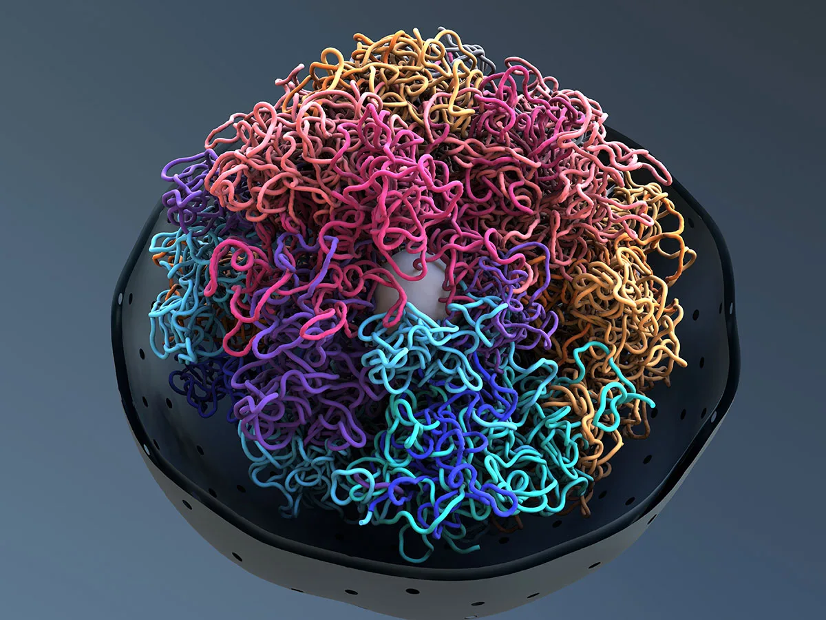4D Nucleome opens new wave of gene regulation research, discovery