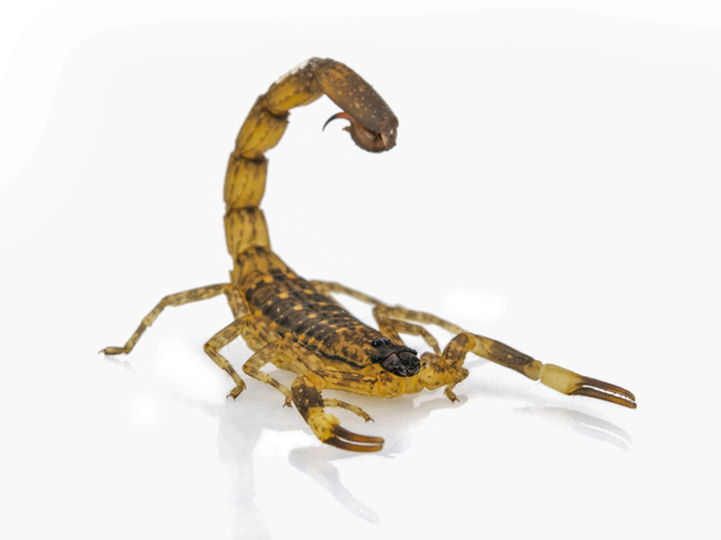 Death stalker scorpion