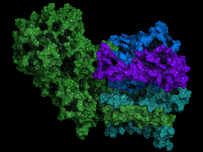 Gamma secretase protein complex