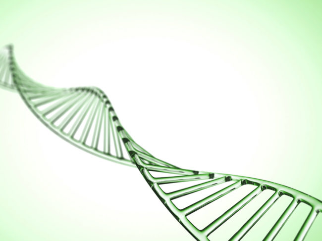 Green strand of DNA