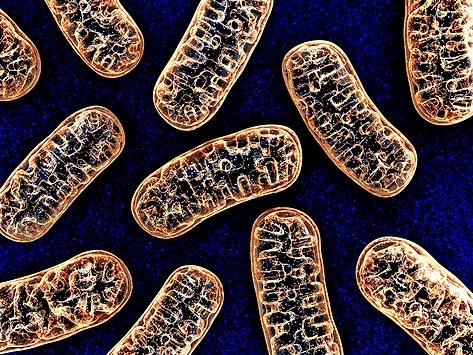 Mitochondria