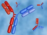 Red and blue bispecific antibodies