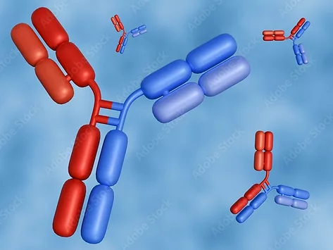 Red and blue bispecific antibodies