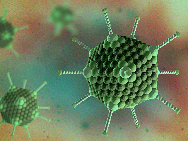 Adenovirus cells