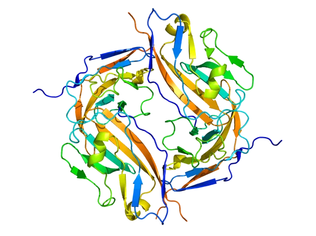 CD47 protein structure