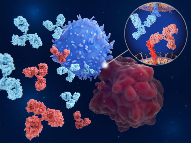 Illustration of interaction between PD-1 and PD-L1 blocked by therapeutic antibodies