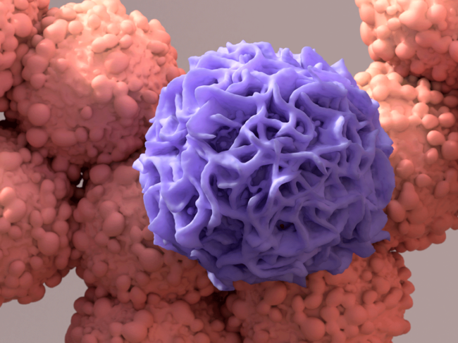 Macrophage and cancer cell