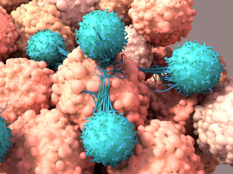 T cells attacking cancer tumor