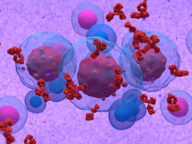 Multiple myeloma and antibodies