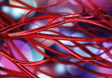 Blood vessels veins and arteries