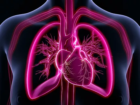 Heart and lungs